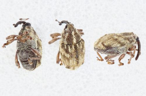 Réf. 331 022 : Trichosirocalus troglodytes